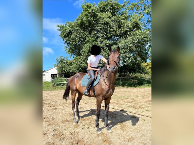 Englisches Vollblut Wallach 6 Jahre 165 cm Schwarzbrauner in Reux