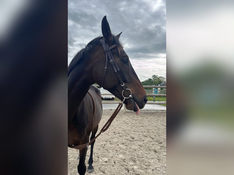 Englisches Vollblut Wallach 6 Jahre 165 cm Schwarzbrauner in Reux