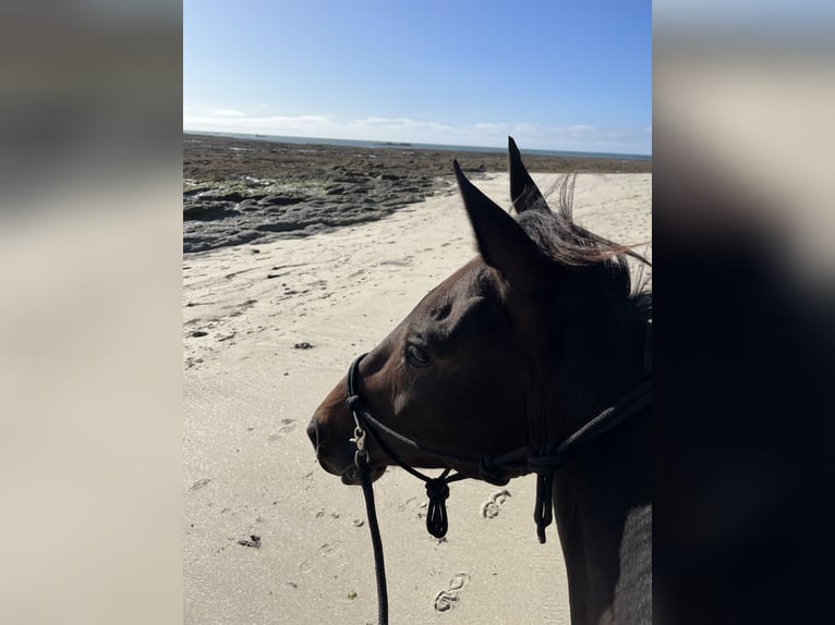 Englisches Vollblut Wallach 6 Jahre 165 cm Schwarzbrauner in Reux
