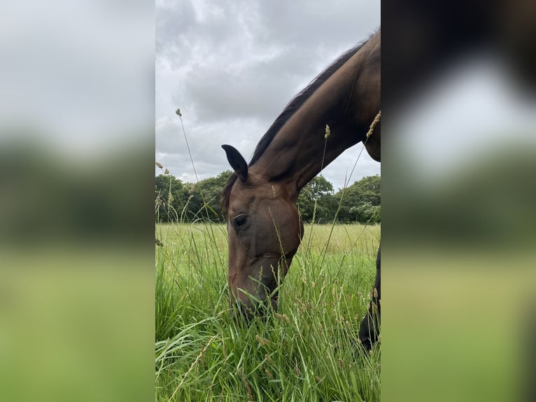 Englisches Vollblut Wallach 6 Jahre 165 cm Schwarzbrauner in Reux