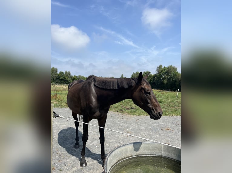 Englisches Vollblut Wallach 6 Jahre 165 cm Schwarzbrauner in Reux