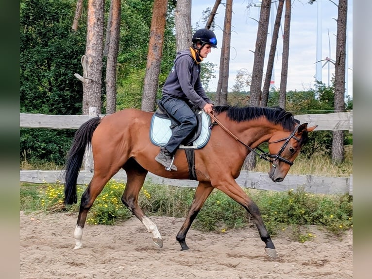 Englisches Vollblut Wallach 6 Jahre 166 cm Brauner in M&#xF6;ser