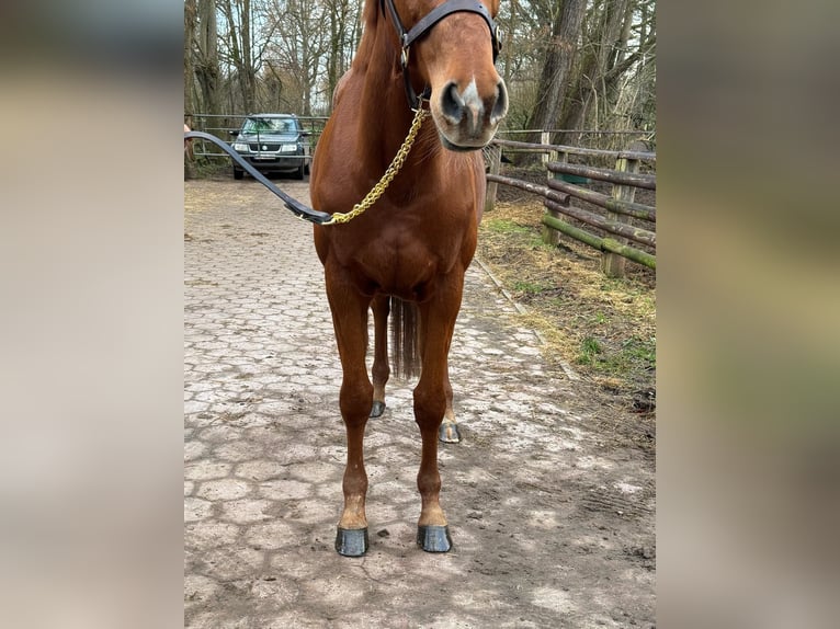 Englisches Vollblut Wallach 6 Jahre 166 cm Fuchs in Hamburg Lemsahl-MellingstedtHamburg