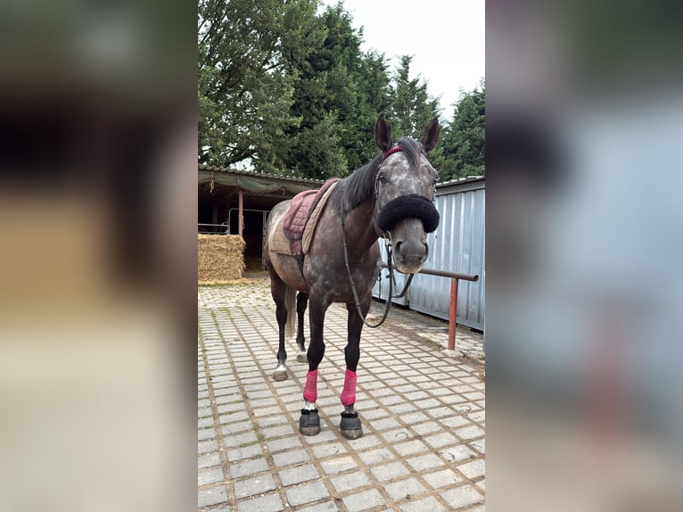 Englisches Vollblut Wallach 6 Jahre 166 cm Kann Schimmel werden in Kempen