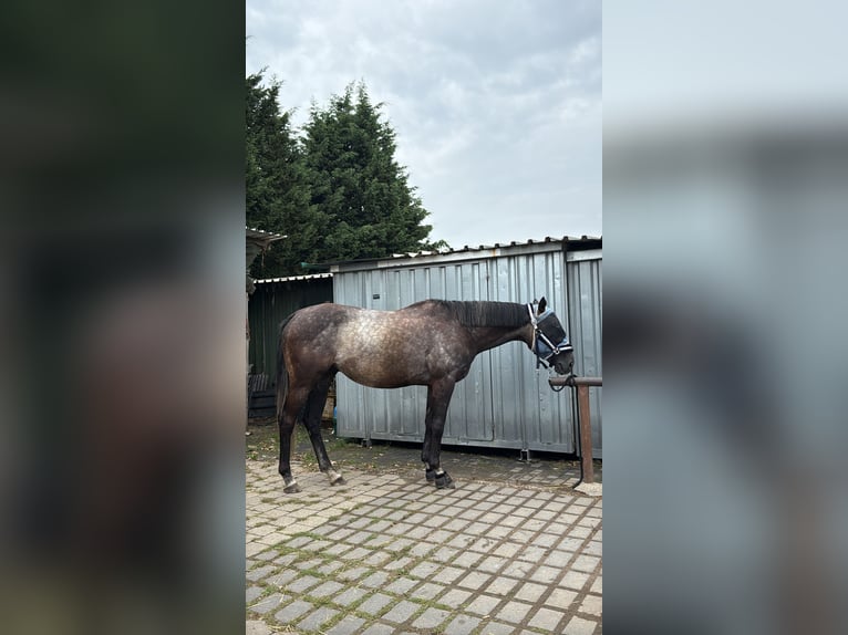 Englisches Vollblut Wallach 6 Jahre 166 cm Kann Schimmel werden in Kempen
