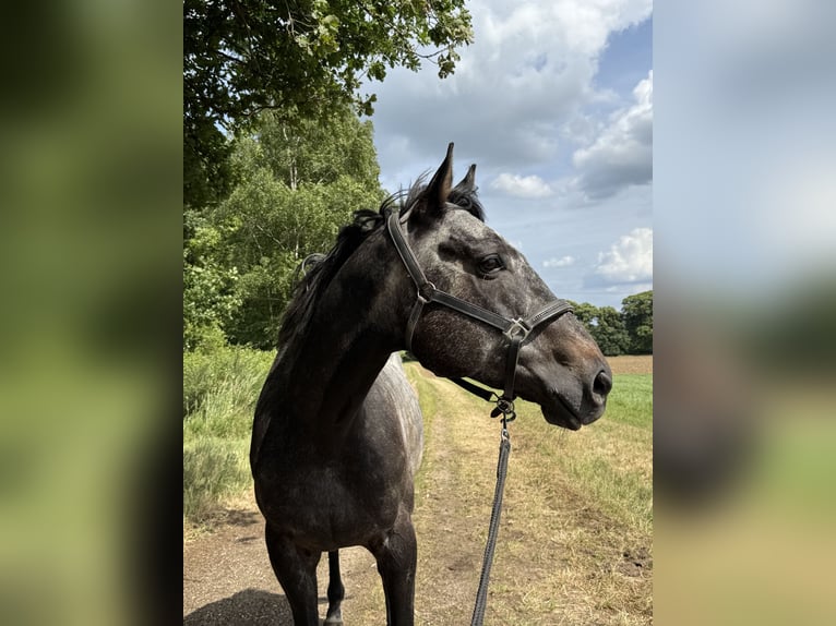 Englisches Vollblut Wallach 6 Jahre 166 cm Kann Schimmel werden in Kempen