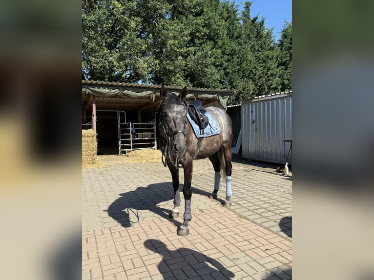 Englisches Vollblut Wallach 6 Jahre 166 cm Kann Schimmel werden in Kempen