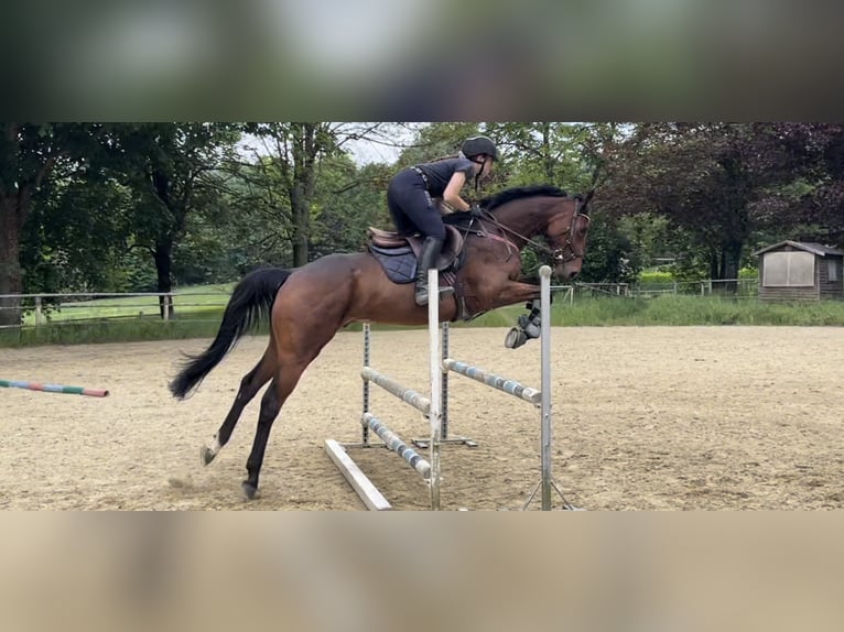 Englisches Vollblut Wallach 6 Jahre 167 cm Dunkelbrauner in Torino
