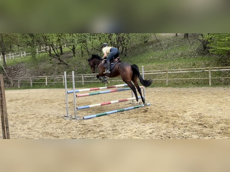 Englisches Vollblut Wallach 6 Jahre 167 cm Dunkelbrauner in Torino