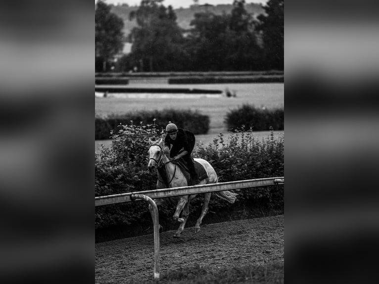 Englisches Vollblut Wallach 6 Jahre 167 cm Schimmel in Dielsdorf