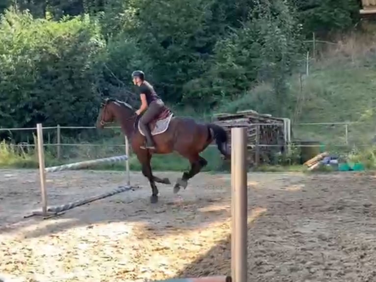 Englisches Vollblut Wallach 6 Jahre 168 cm Dunkelbrauner in Leuggern