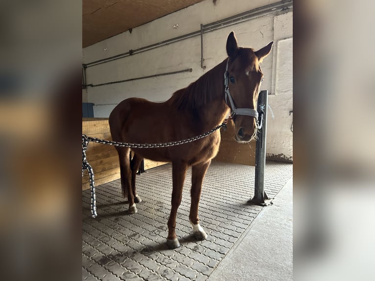 Englisches Vollblut Wallach 6 Jahre 168 cm Fuchs in Bad Salzungen