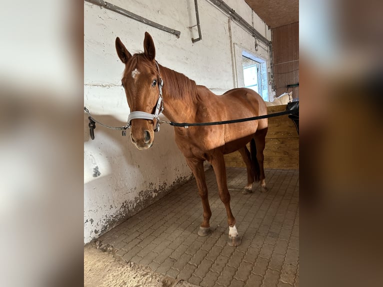 Englisches Vollblut Wallach 6 Jahre 168 cm Fuchs in Bad Salzungen