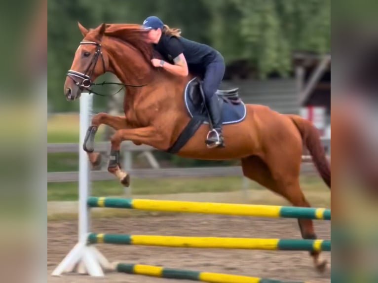 Englisches Vollblut Wallach 6 Jahre 170 cm Fuchs in Bickenriede