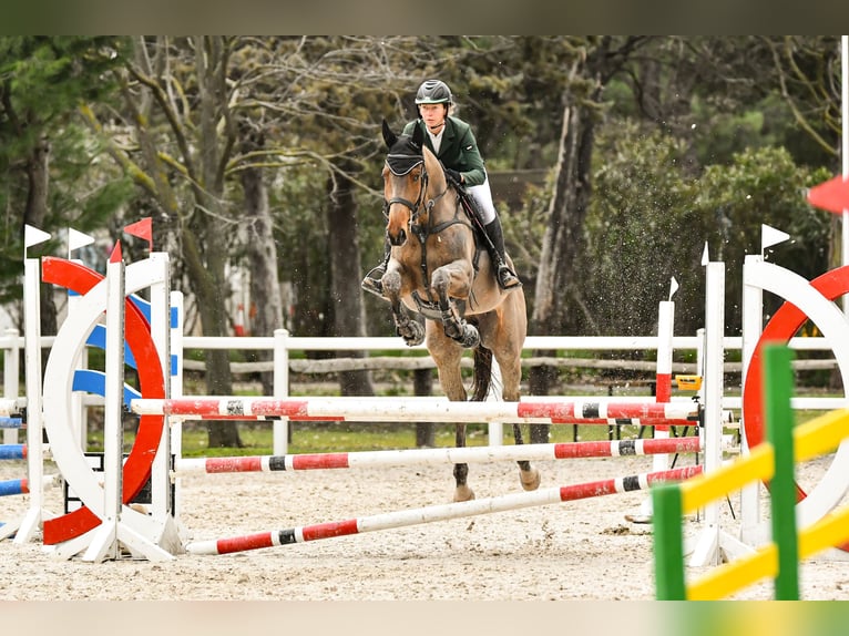 Englisches Vollblut Wallach 6 Jahre 173 cm Brauner in sevilla la nueva