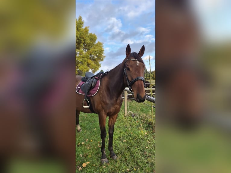 Englisches Vollblut Wallach 6 Jahre 175 cm Brauner in Lübas