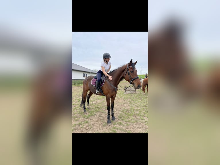 Englisches Vollblut Wallach 6 Jahre 175 cm Brauner in Lübas