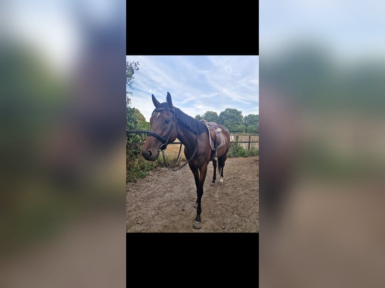 Englisches Vollblut Wallach 6 Jahre 175 cm Brauner in Lübas