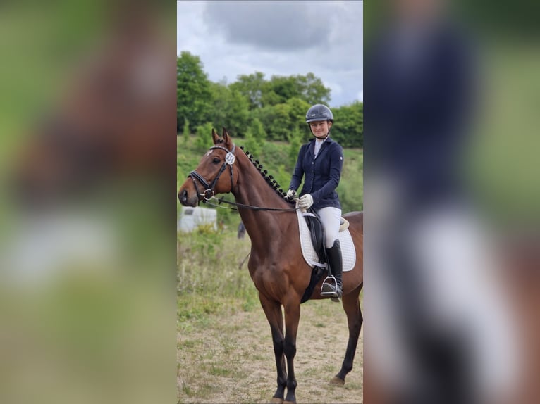 Englisches Vollblut Wallach 6 Jahre 175 cm Brauner in Lübas