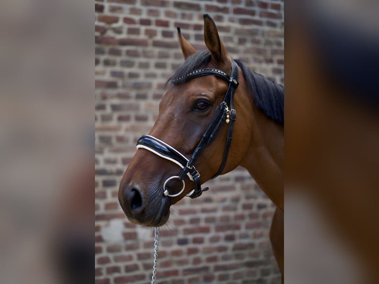 Englisches Vollblut Wallach 7 Jahre 152 cm Brauner in Grevenbroich