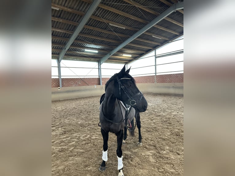 Englisches Vollblut Wallach 7 Jahre 158 cm Rappe in Ascheberg