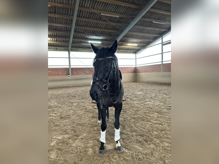 Englisches Vollblut Wallach 7 Jahre 158 cm Rappe in Ascheberg