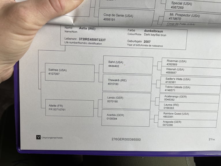 Englisches Vollblut Wallach 7 Jahre 158 cm Rappe in Ascheberg