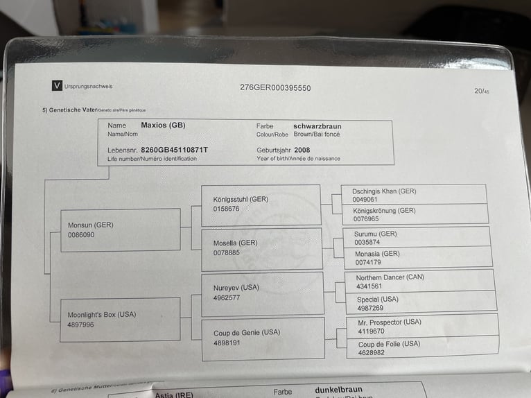 Englisches Vollblut Wallach 7 Jahre 158 cm Rappe in Ascheberg
