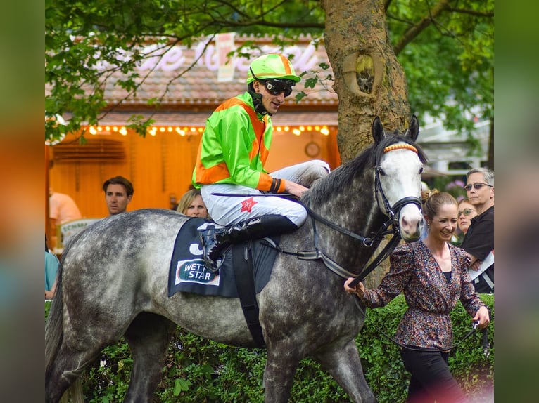 Englisches Vollblut Wallach 7 Jahre 159 cm Schimmel in Neuenhagen