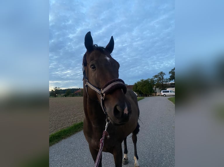 Englisches Vollblut Wallach 7 Jahre 159 cm Schwarzbrauner in Marchtrenk