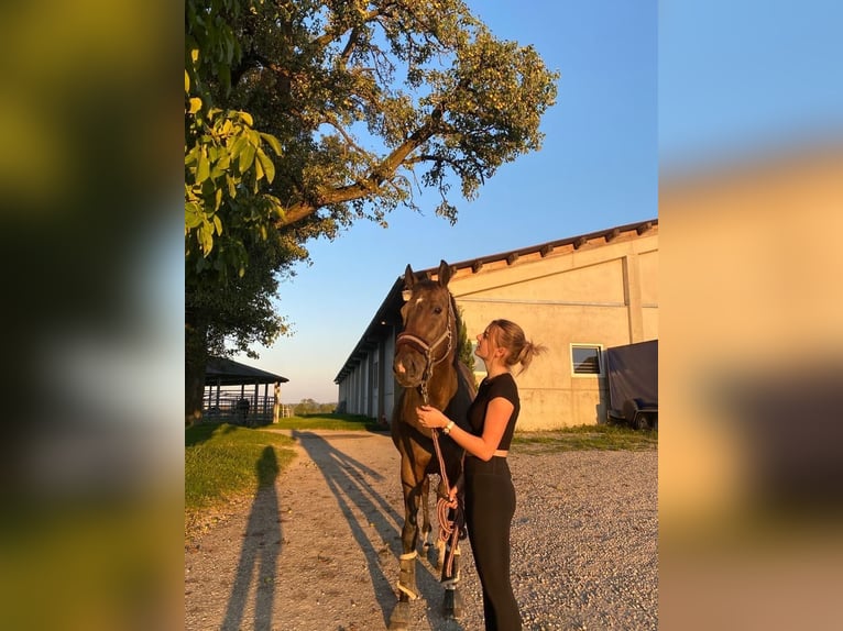 Englisches Vollblut Wallach 7 Jahre 159 cm Schwarzbrauner in Marchtrenk