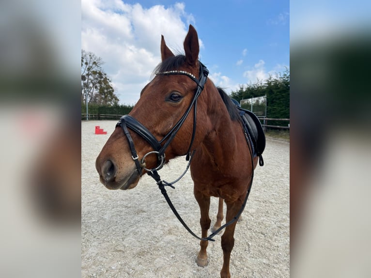 Englisches Vollblut Wallach 7 Jahre 160 cm Dunkelfuchs in Kempen
