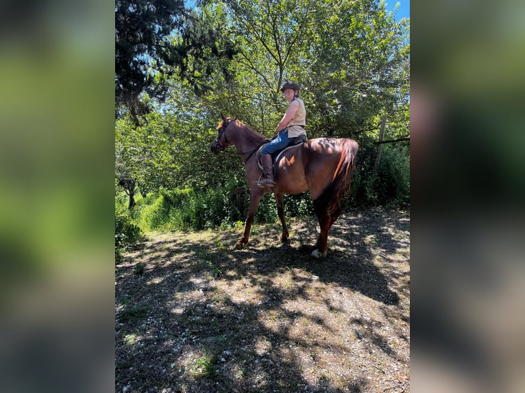 Englisches Vollblut Wallach 7 Jahre 160 cm Fuchs in Riparbella