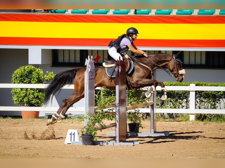 Englisches Vollblut Wallach 7 Jahre 161 cm Dunkelbrauner in Aranjuez