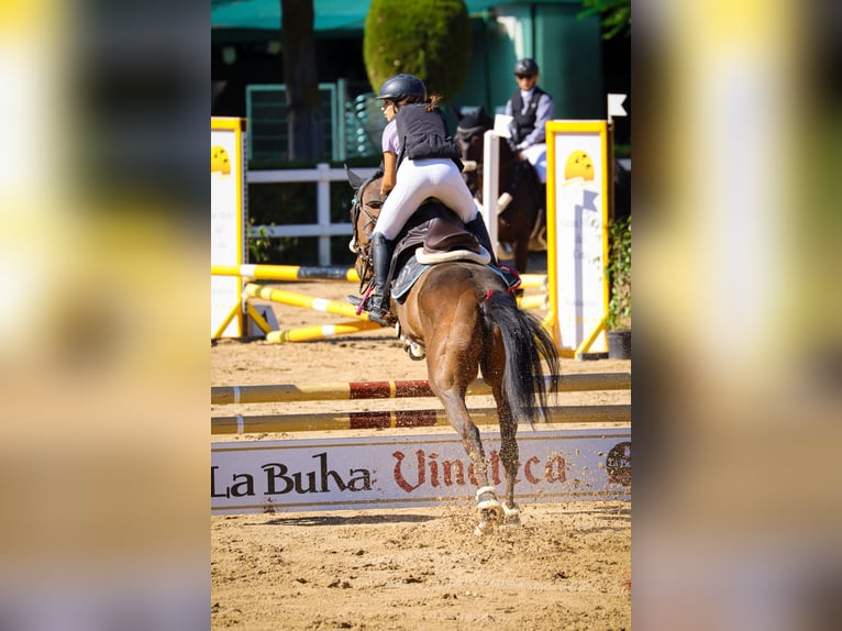 Englisches Vollblut Wallach 7 Jahre 161 cm Dunkelbrauner in Aranjuez