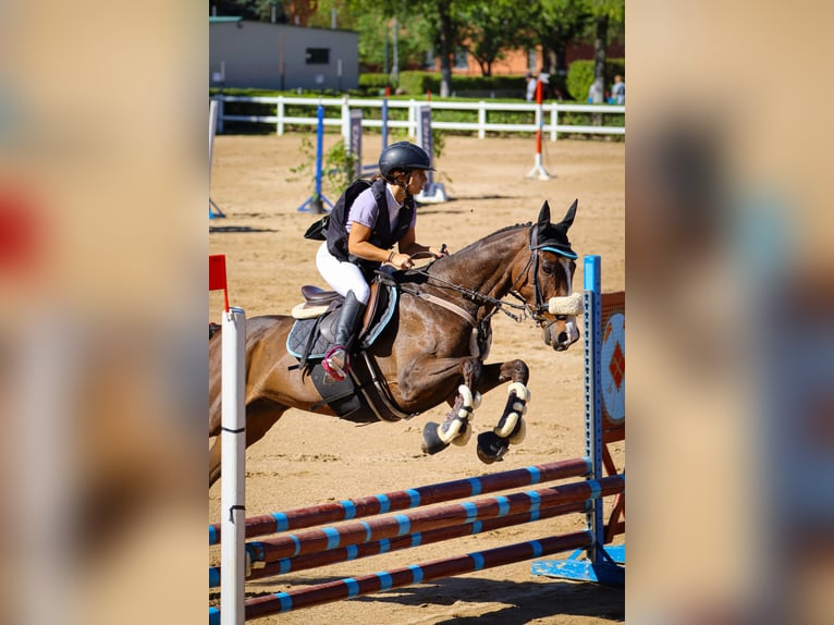 Englisches Vollblut Wallach 7 Jahre 161 cm Dunkelbrauner in Aranjuez