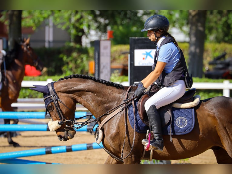 Englisches Vollblut Wallach 7 Jahre 161 cm Dunkelbrauner in Chinchon