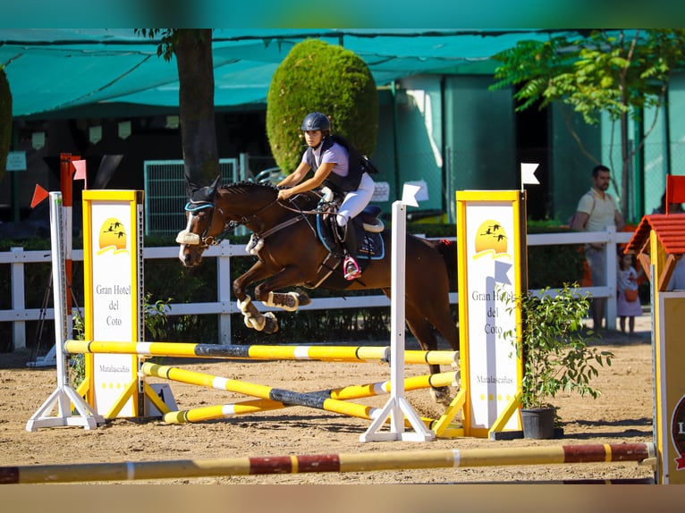 Englisches Vollblut Wallach 7 Jahre 161 cm Dunkelbrauner in Chinchon