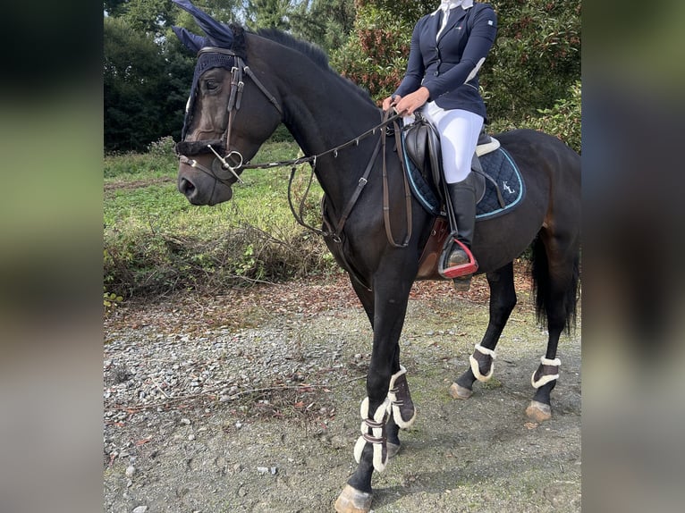 Englisches Vollblut Wallach 7 Jahre 162 cm Dunkelbrauner in Narón