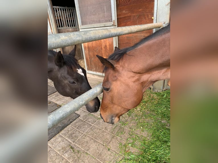 Englisches Vollblut Wallach 7 Jahre 163 cm Brauner in Oberstammheim