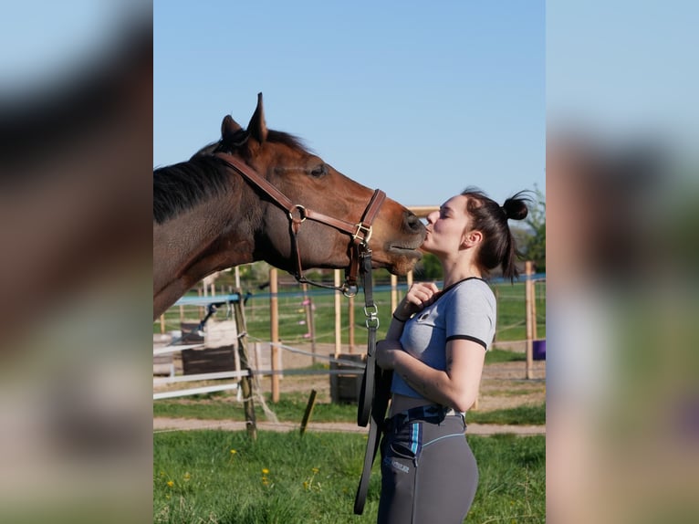 Englisches Vollblut Wallach 7 Jahre 163 cm Dunkelbrauner in Ketsch