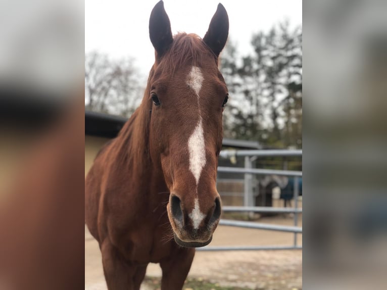 Englisches Vollblut Wallach 7 Jahre 163 cm Fuchs in Wiesbaden