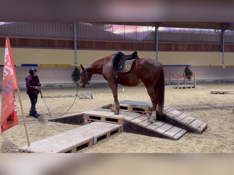 Englisches Vollblut Wallach 7 Jahre 163 cm Fuchs in Wiesbaden
