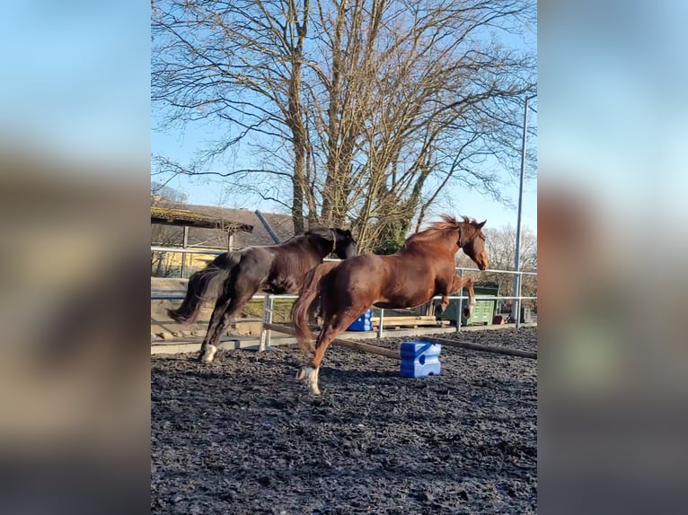 Englisches Vollblut Wallach 7 Jahre 163 cm Fuchs in Wiesbaden