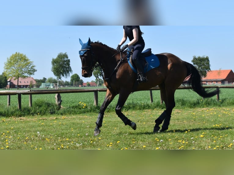 Englisches Vollblut Wallach 7 Jahre 164 cm Dunkelbrauner in Riede