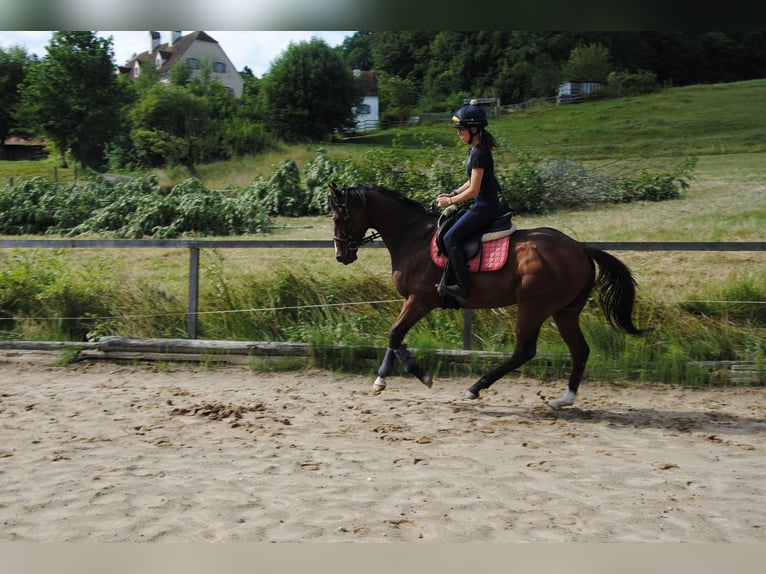 Englisches Vollblut Wallach 7 Jahre 165 cm Brauner in St.Marein bei Graz