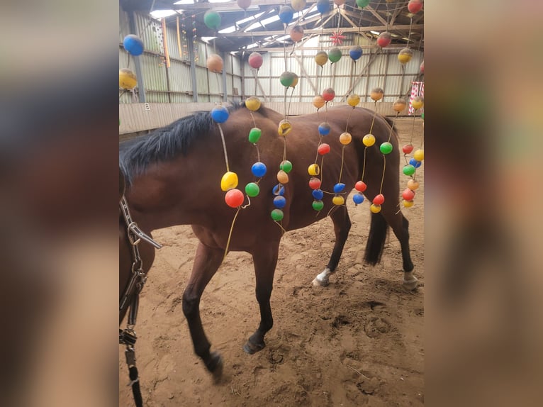 Englisches Vollblut Wallach 7 Jahre 165 cm Brauner in Borsfleth
