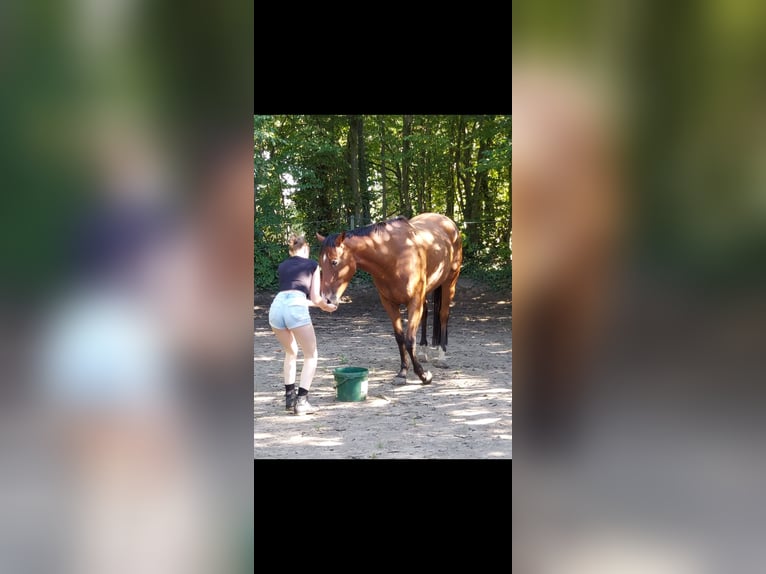 Englisches Vollblut Wallach 7 Jahre 165 cm Brauner in Borsfleth
