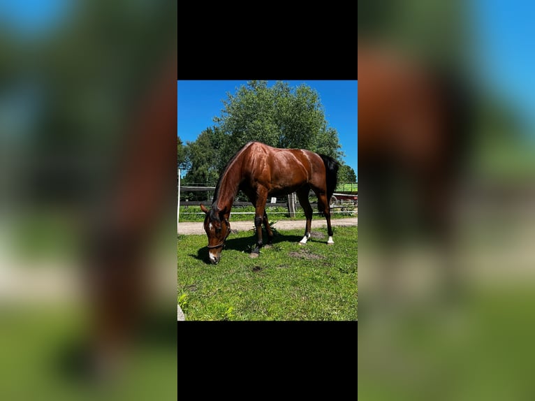 Englisches Vollblut Wallach 7 Jahre 165 cm Brauner in Borsfleth