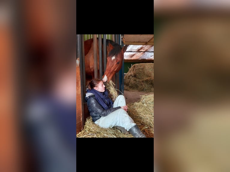Englisches Vollblut Wallach 7 Jahre 165 cm Brauner in Borsfleth